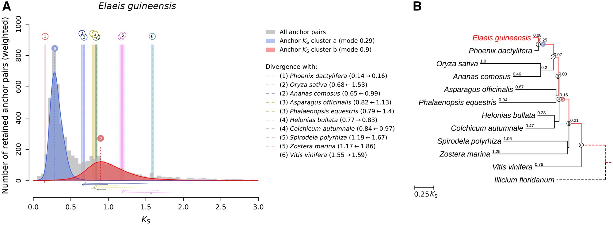 Use case analyzing WGD signatures in oil palm (E. guineensis)