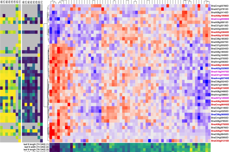 Top predictor genes in RF models of leaf phenotypes.